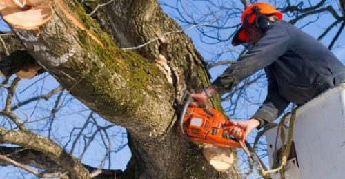 The Benefits Of Hiring a Tree Trimmer